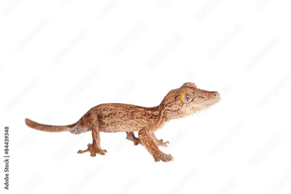 Fototapeta premium Leaf-toed gecko, unknow uroplatus, on white