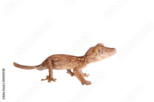 Leaf-toed gecko  unknow uroplatus  on white
