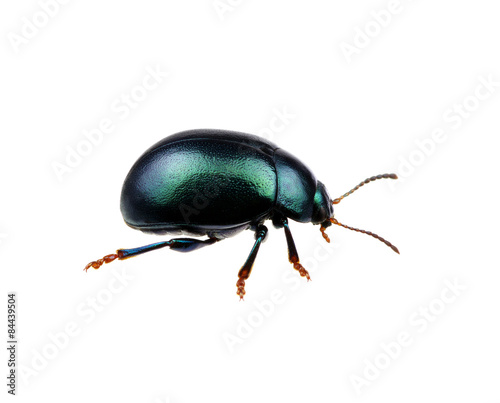 Green beetle © Alekss