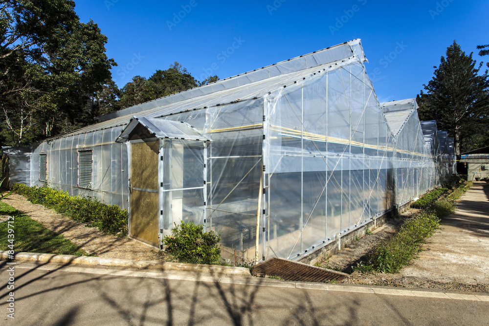 Greenhouse plantations