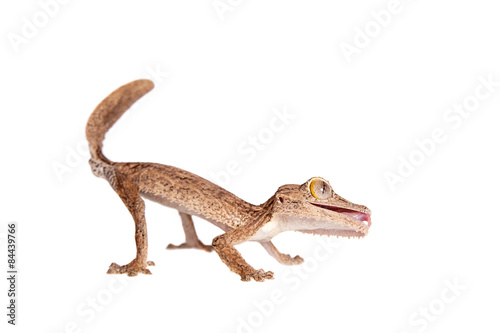 Leaf-toed gecko, unknow uroplatus, on white © Farinoza