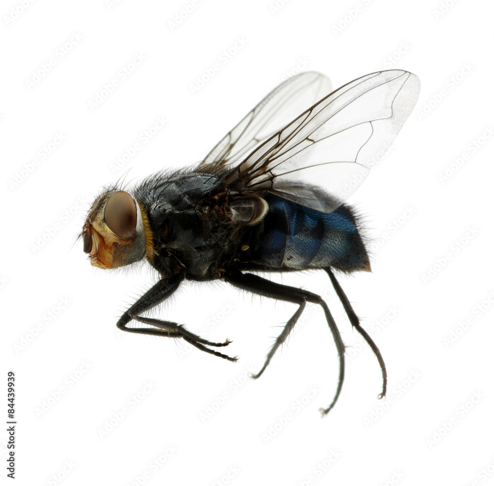 fly on a white fly on a white