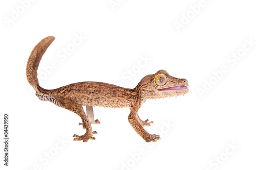 Leaf-toed gecko, unknow uroplatus, on white © Farinoza