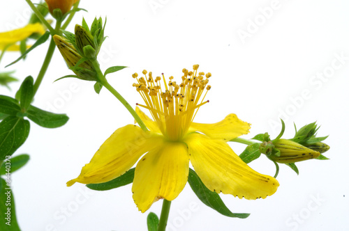 Hypericum St. John's wort on a white background