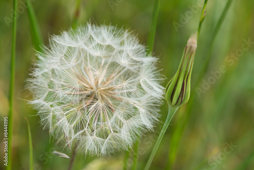 Pusteblume