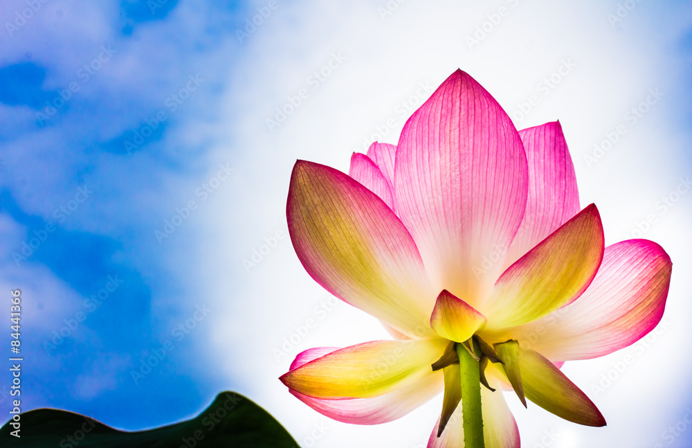 Fototapeta premium Lotus flower