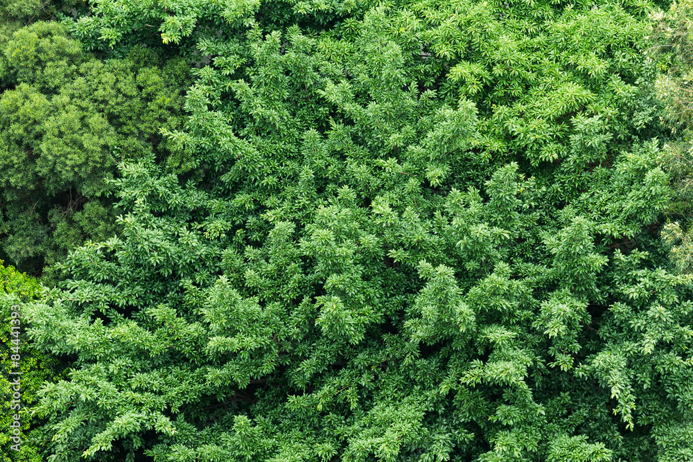 Green plant from top view