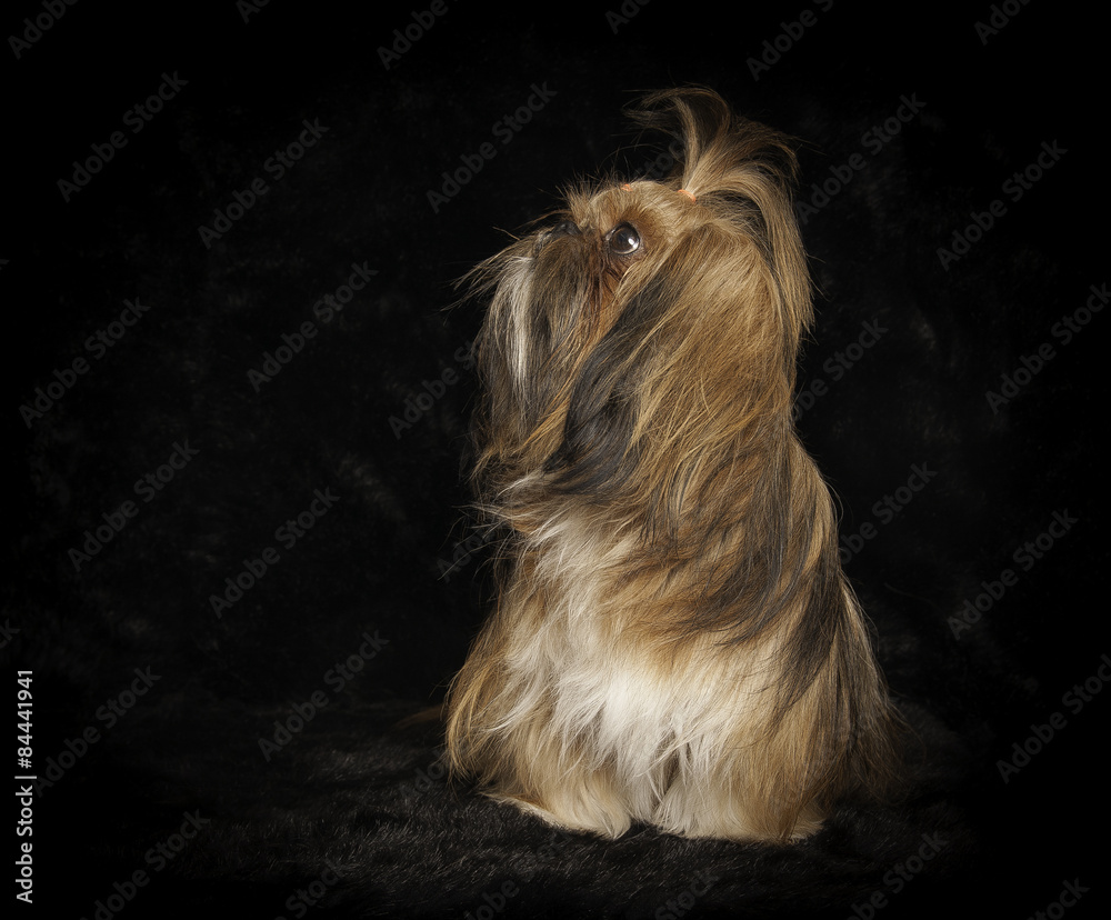 Naklejka premium Shih-Tzu en studio