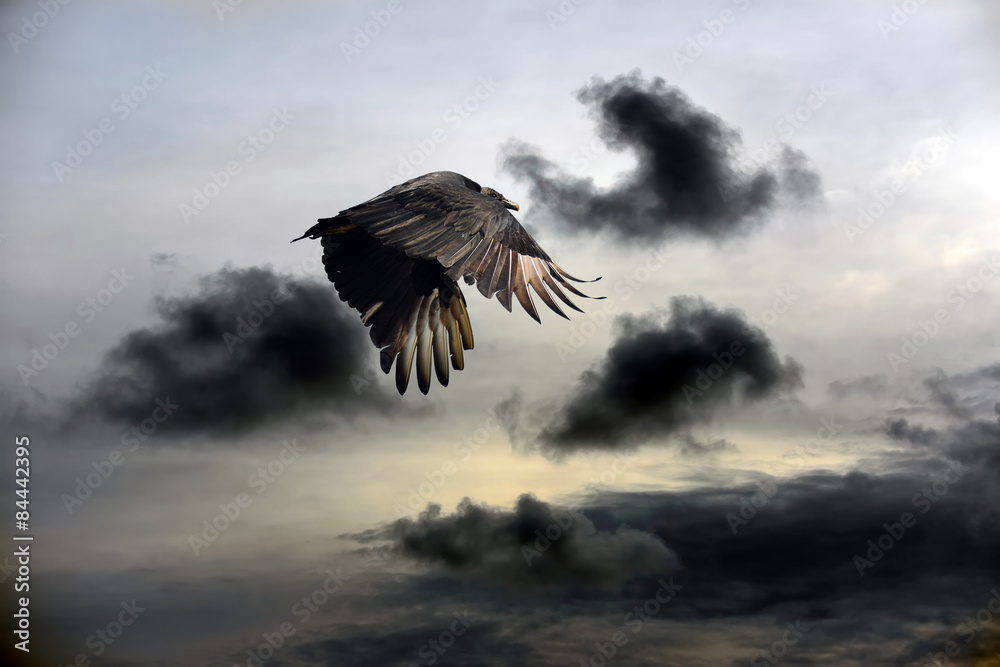 Fototapeta premium Vulture Sky
