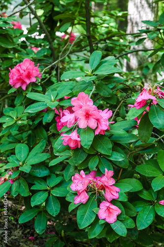 Pink Rhododendrons