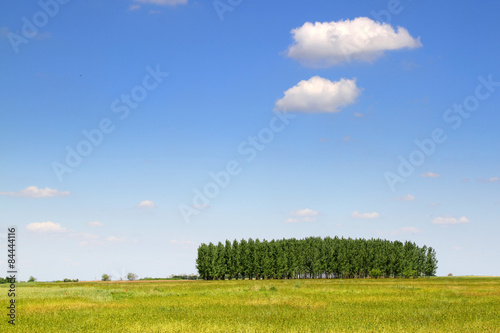 Field with small forest
