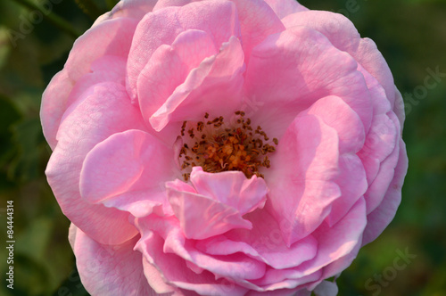 Pink damask rose, Rosa damascena, Central of Thailand