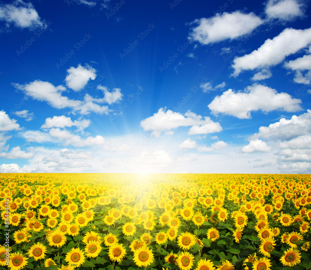 sunflowers and sun sunflowers and sun