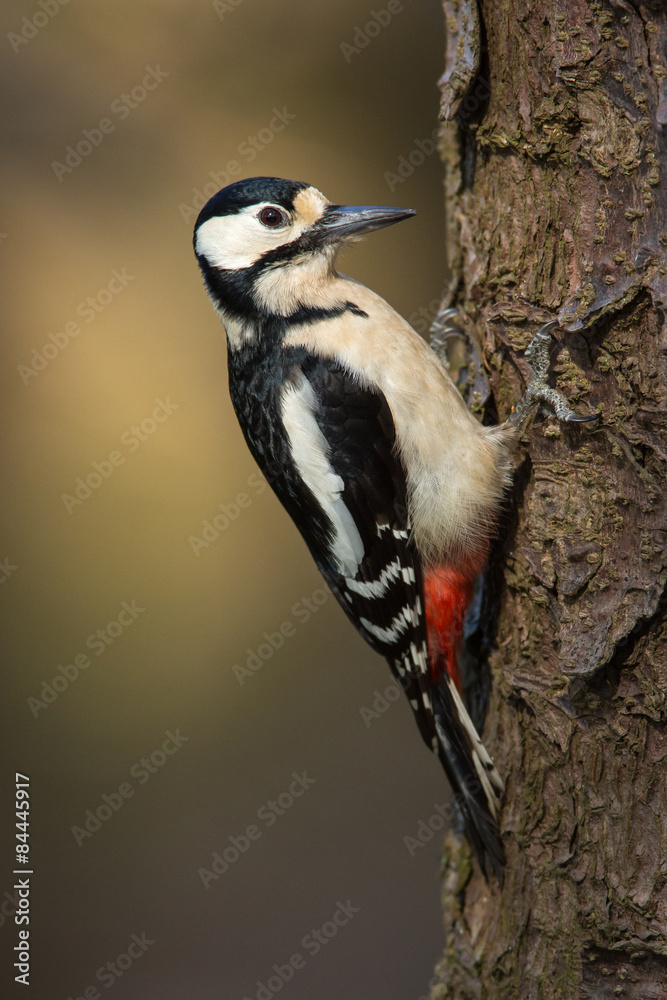 Great Spotted Woodpecker (Dendrocopos major) Great Spotted Woodpecker (Dendrocopos major)