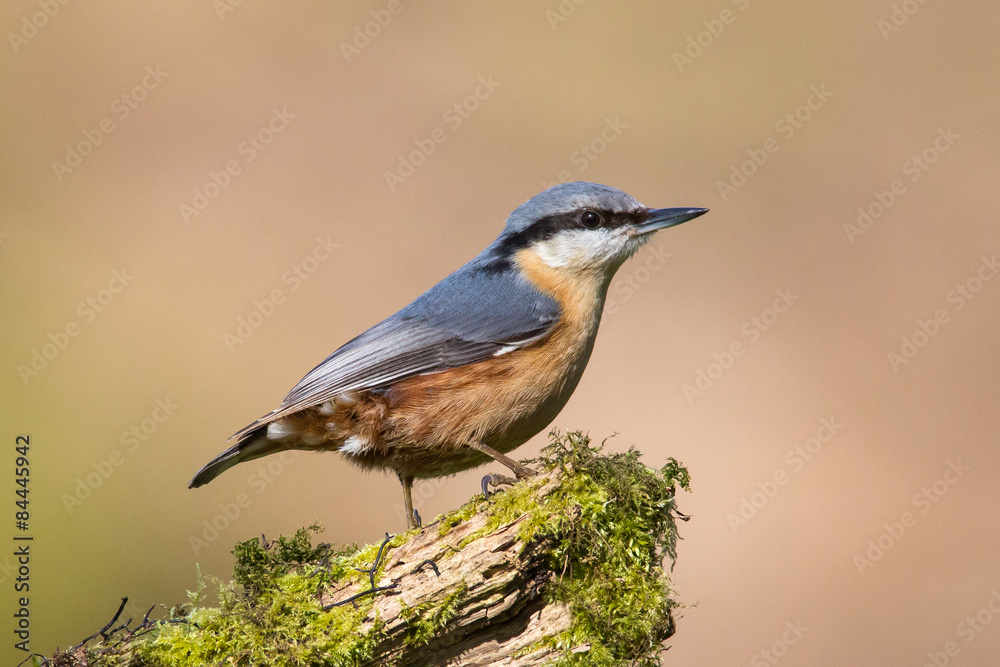 A Nuthatch (Sitta europaea) on a lichen covered branch A Nuthatch (Sitta europaea) on a lichen covered branch