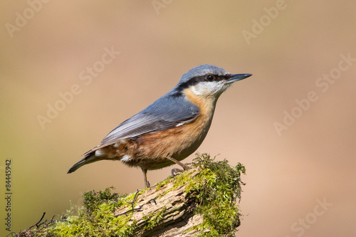 A Nuthatch (Sitta europaea) on a lichen covered branch