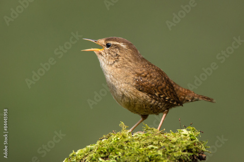Wren (Troglodytes troglodytes) in full song