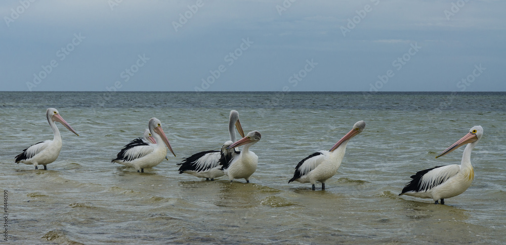 australian pelicans standing in water