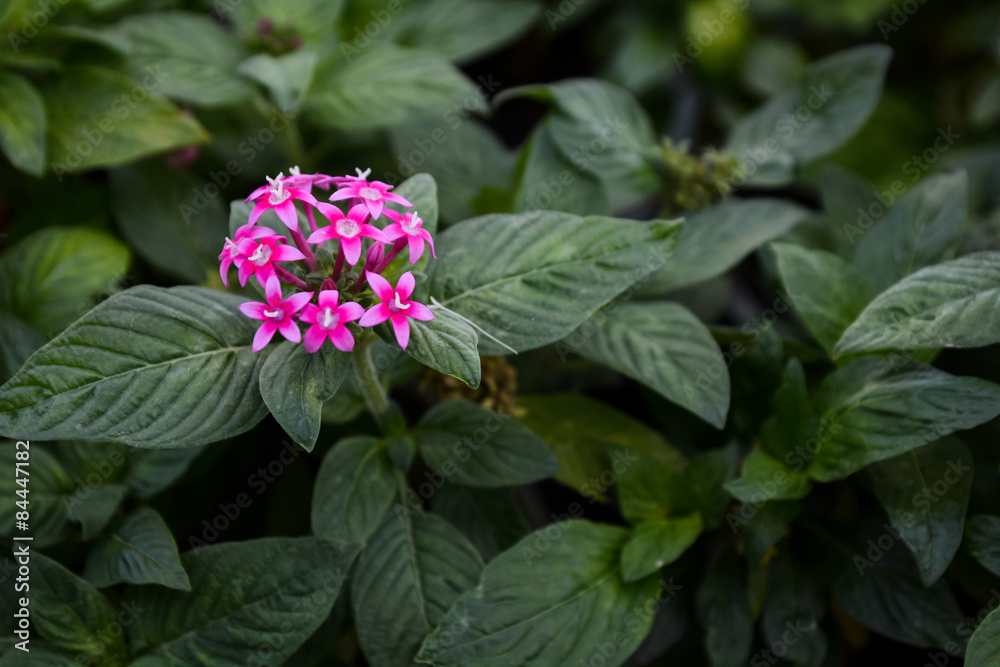 Pink  Flower in the garden