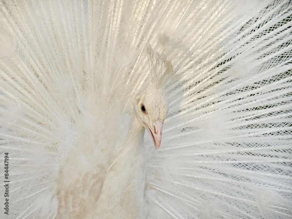 Obraz premium White colorful peacock with fan tail.