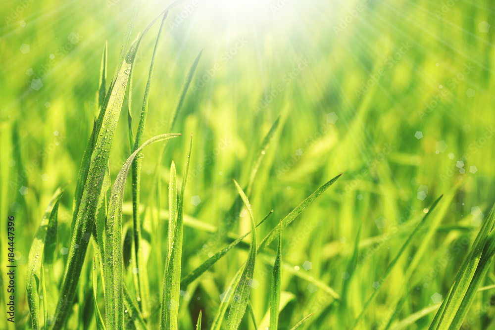 Green grass with dew on bright background