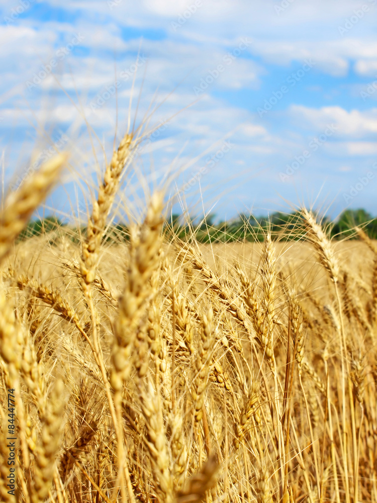 Wheat ears on field against blue sky and clouds. Wheat ears on field against blue sky and clouds.