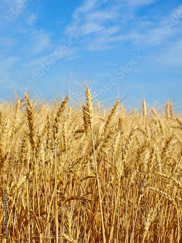 Wheat ears on field.
