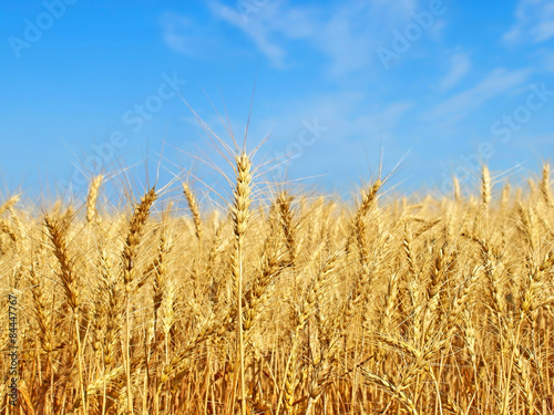 Ripe yellow wheat ears on field.