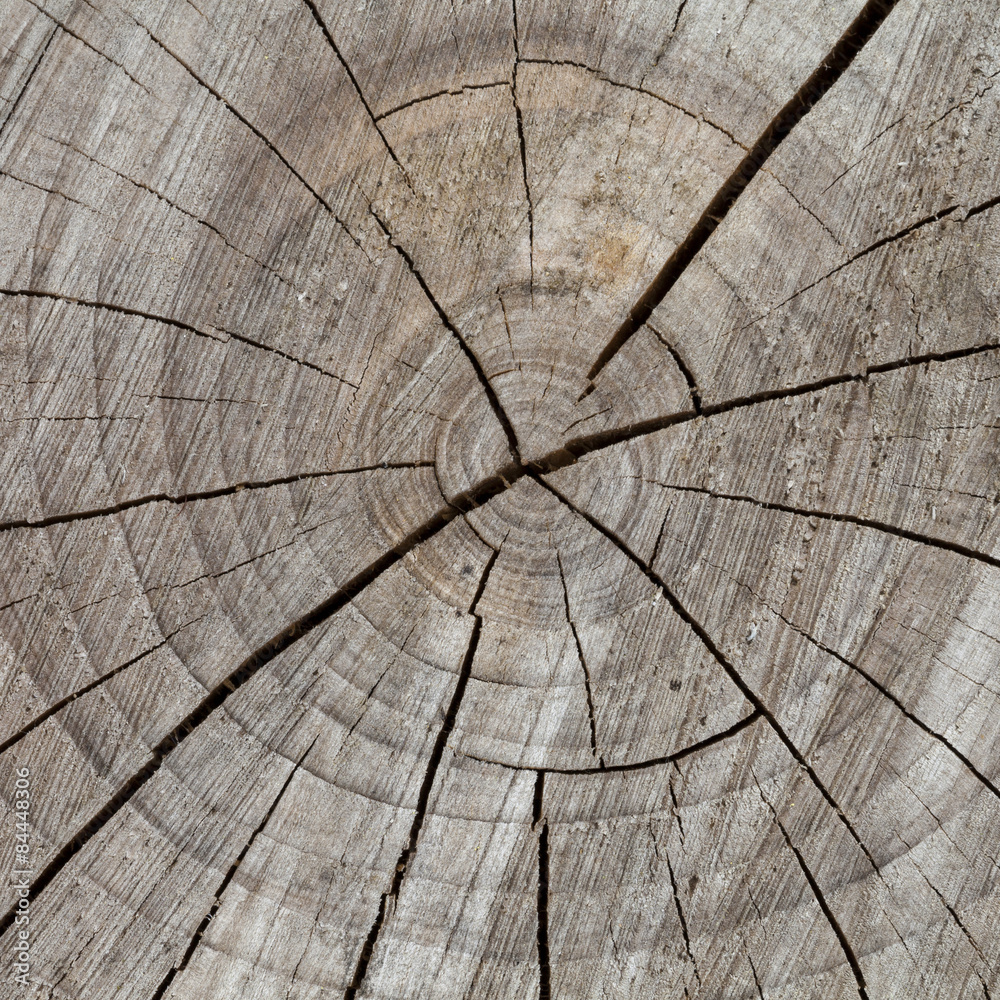 Fototapeta premium Baumstamm, Baumscheibe