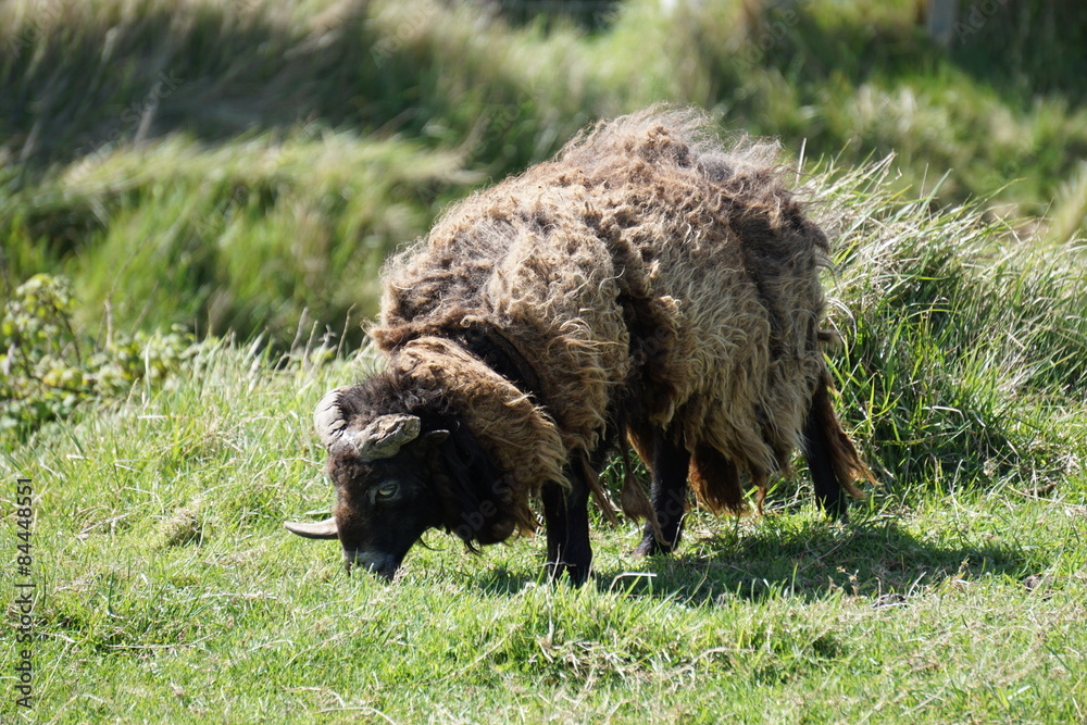 Fototapeta premium sheep