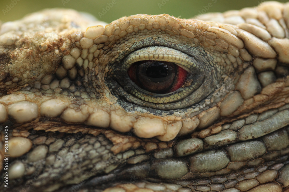 Naklejka premium Cuban rock iguana (Cyclura nubila)