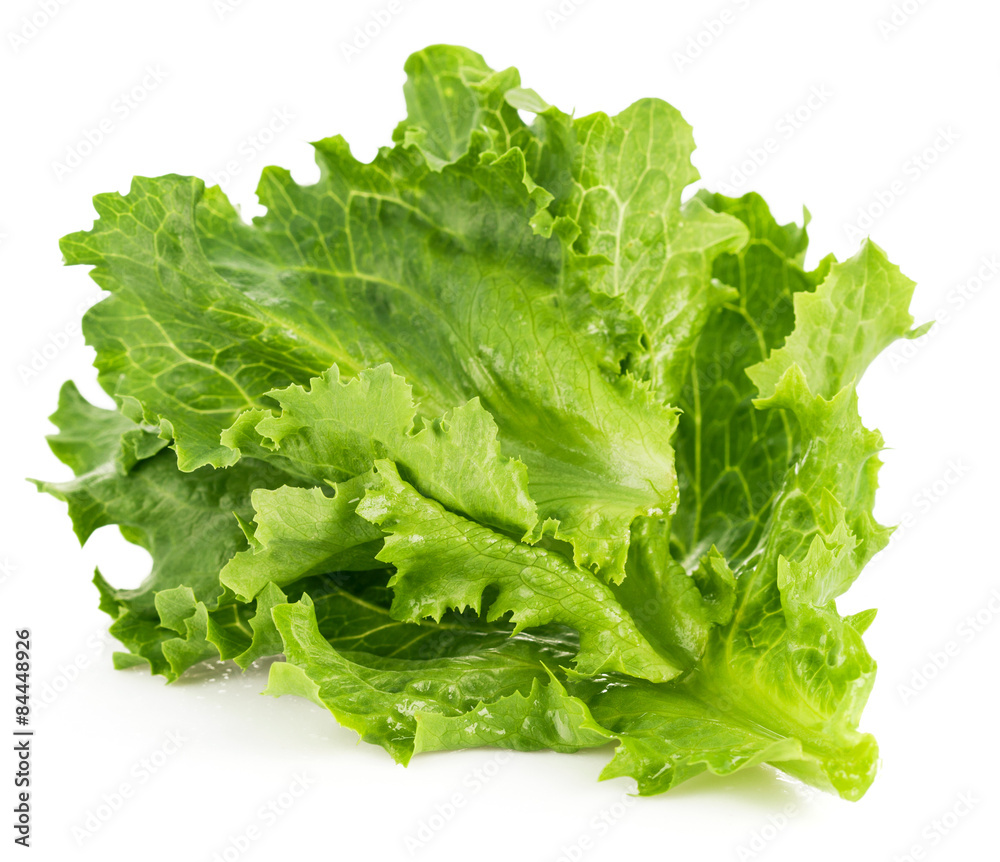 Leaf fresh lettuce. Isolated on white background Leaf fresh lettuce. Isolated on white background