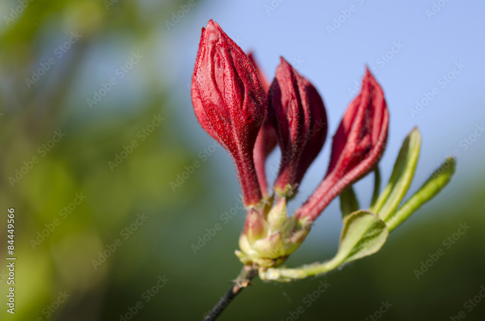 azalea red flower azalea red flower