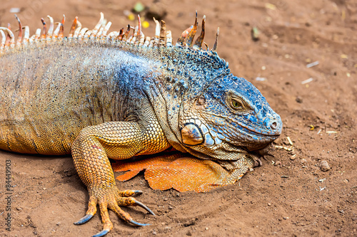 Closeup of iguana or lizard