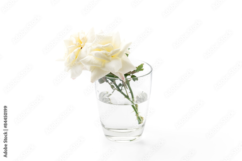 white rose isolate on background