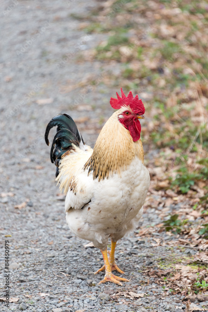 Fototapeta premium Beautiful white rooster walking on nature background.
