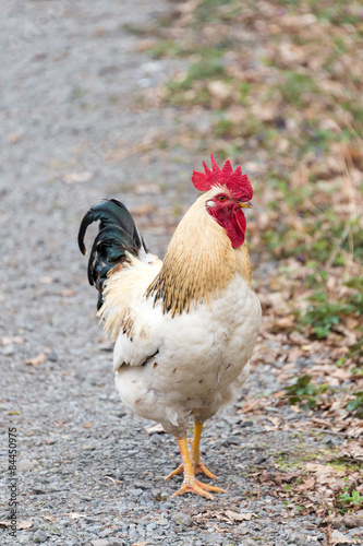 Beautiful white rooster walking on nature background.