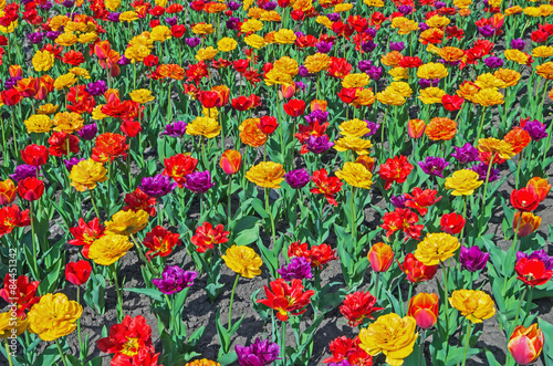 Multicolored tulips © batya