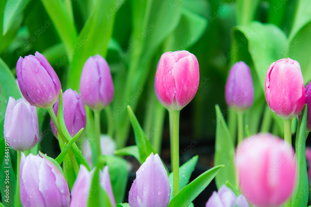 Fototapeta premium Beautiful colorful Tulip flower