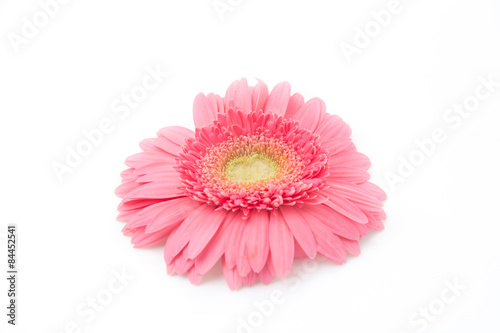 pink gerbera