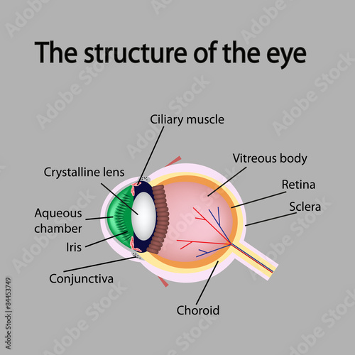 The structure of the eye