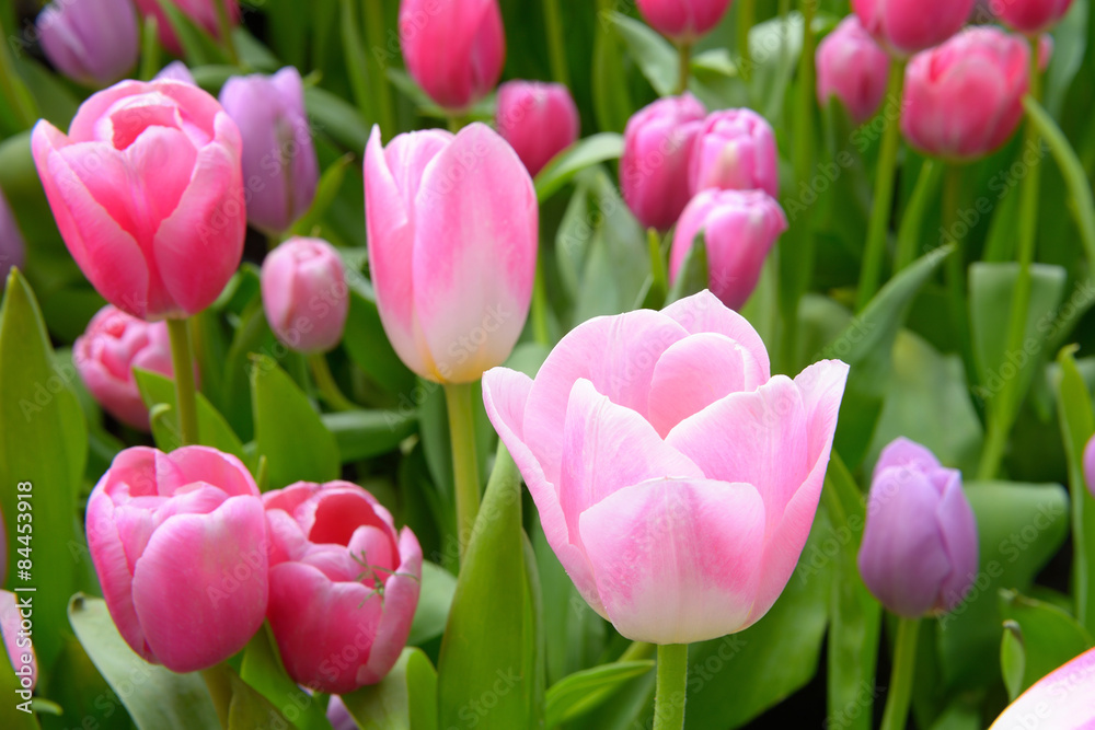 Tulips Tulips
