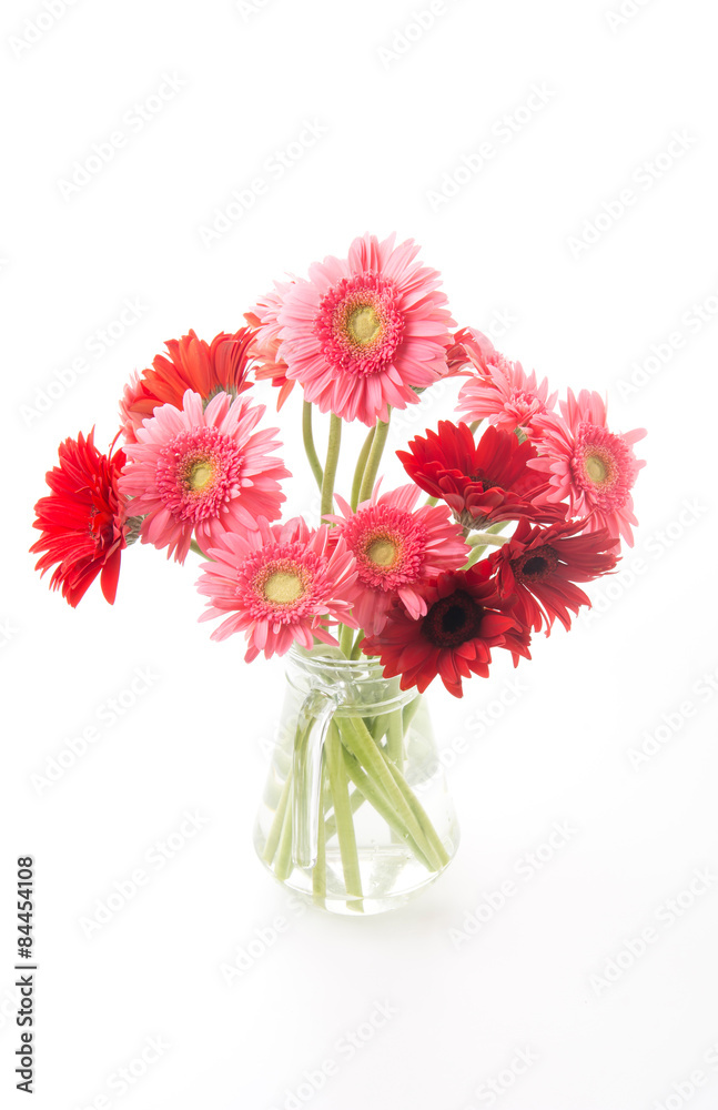 Obraz premium pink and red gerbera
