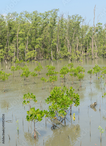 Mangrove forest photo