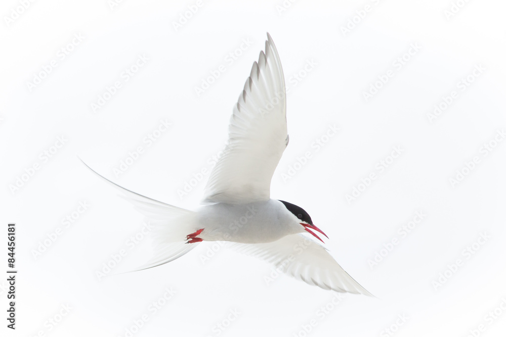 Arctic Tern (Sterna paradisaea) - obrazy, fototapety, plakaty 