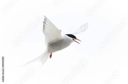 Arctic Tern (Sterna paradisaea)