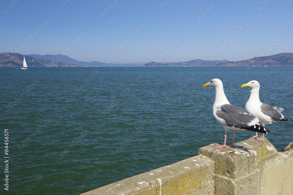 Seagulls Seagulls