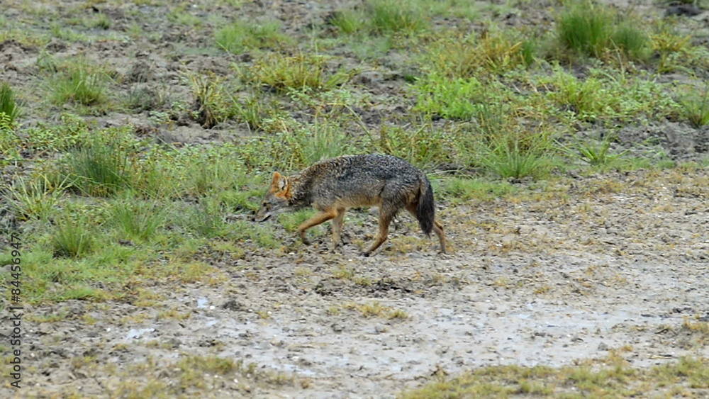 Fox, Kumana National Park, formerly Yala East, Sri Lanka Fox, Kumana National Park, formerly Yala East, Sri Lanka