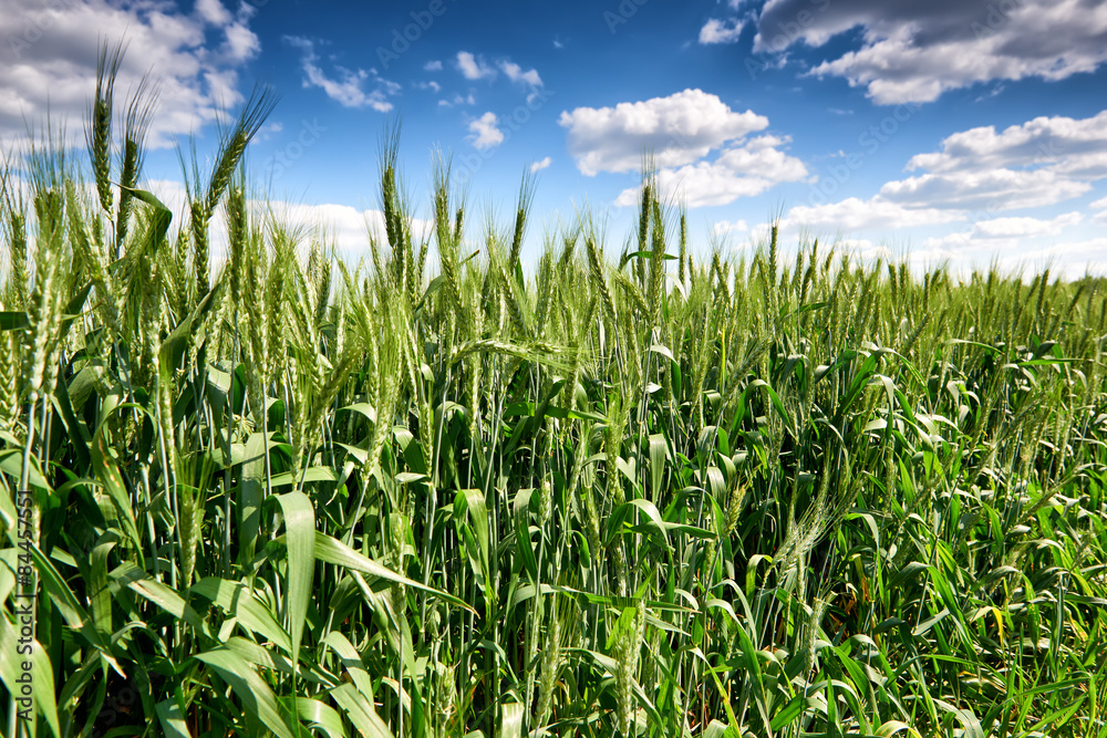 wheat field and sky summer landscape wheat field and sky summer landscape