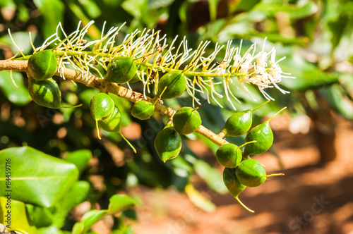Green macadamia